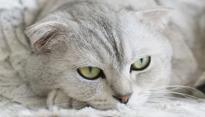 mk体育全站-球队内务协调能力是否被高压比赛磨合得以夯实